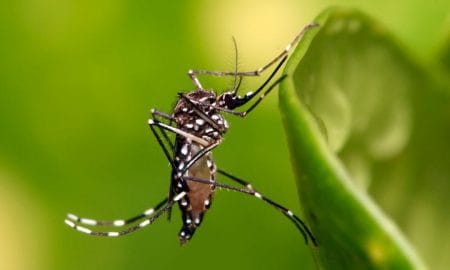 Dengue: Con una estrategia integral, Santa Fe registra un 85% menos de casos