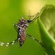 Dengue: Con una estrategia integral, Santa Fe registra un 85% menos de casos