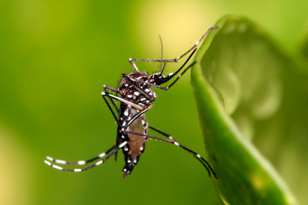 Dengue: Con una estrategia integral, Santa Fe registra un 85% menos de casos