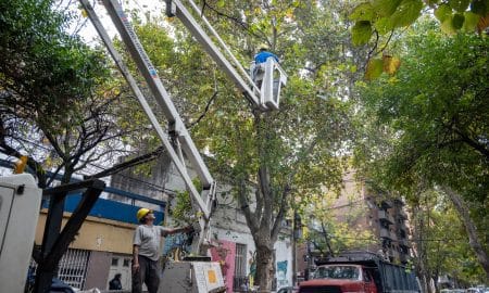 Poda y escamonda: Cuadrillas del municipio realizan intervenciones en diferentes barrios
