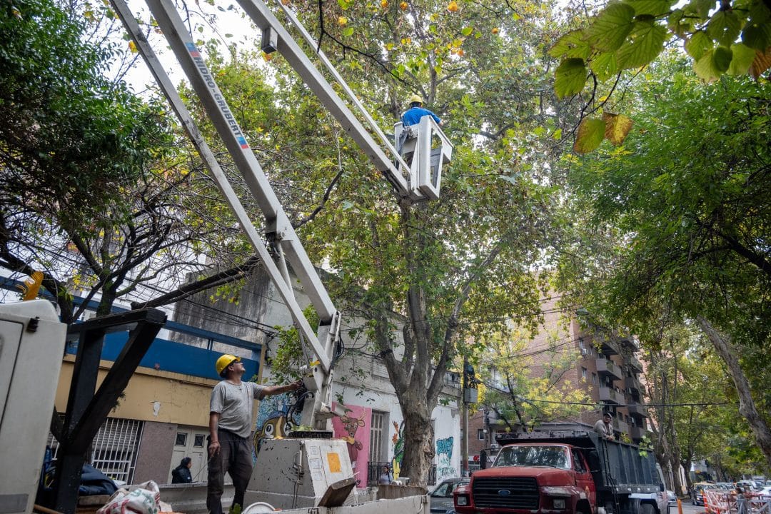 Poda y escamonda: Cuadrillas del municipio realizan intervenciones en diferentes barrios