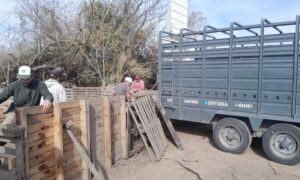 Triquinosis: Retiraron 18 cerdos de un criadero de Ibarlucea