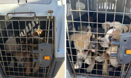 El municipio rescató a 13 perros de una situación de abandono en zona norte