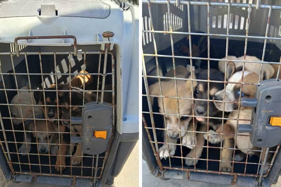 El municipio rescató a 13 perros de una situación de abandono en zona norte