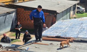 Rescataron tres perros sin agua ni comida durante la demolición de una vivienda usurpada