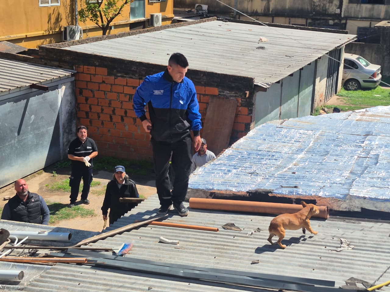 Rescataron tres perros sin agua ni comida durante la demolición de una vivienda usurpada